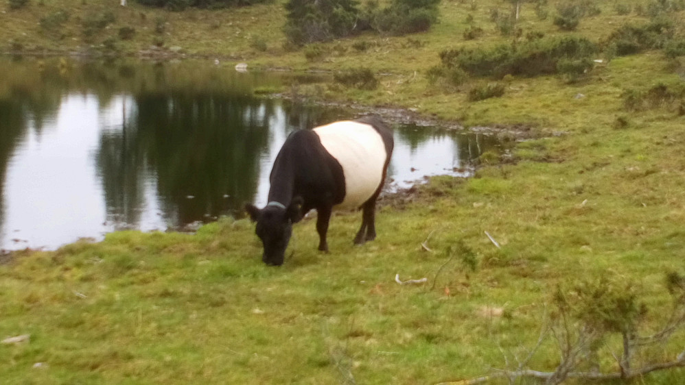 Alle har et kvitt belte rundt magan.