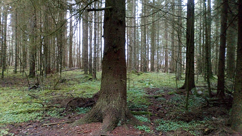 Noe grov skog igjen i Tovsrudskauen.