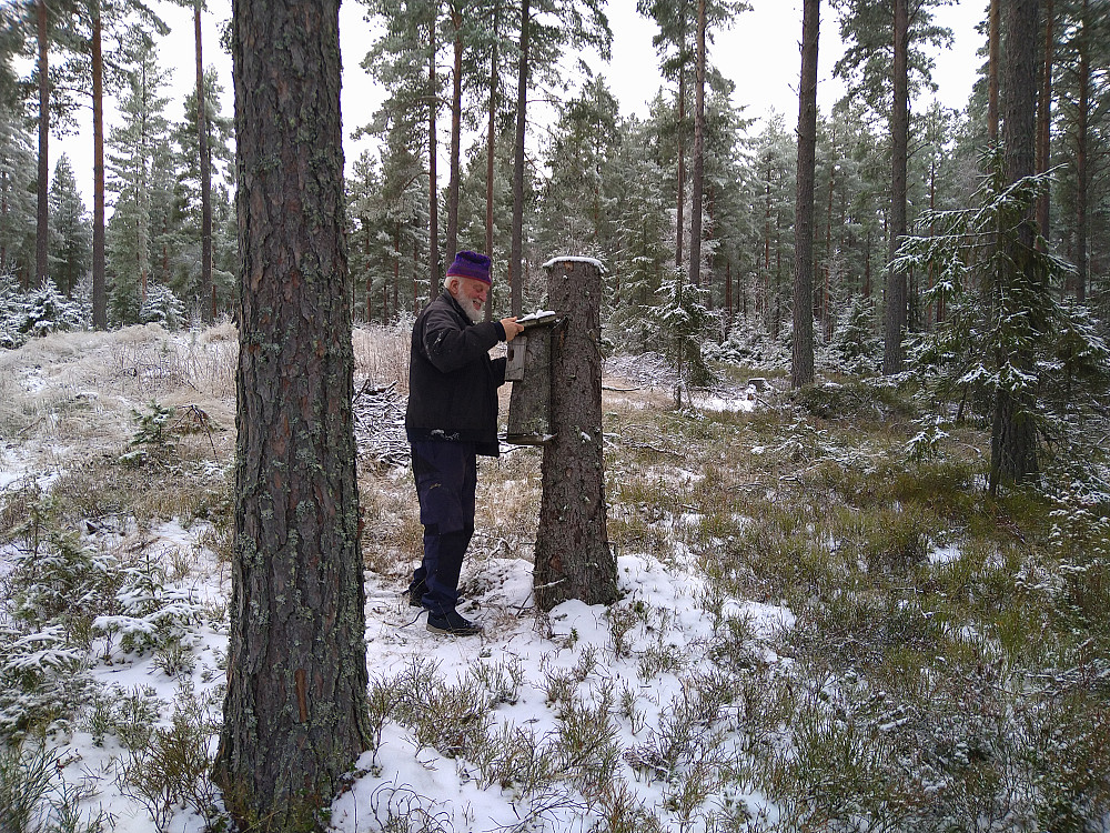 Her har hogstmaskina kappet av grana.