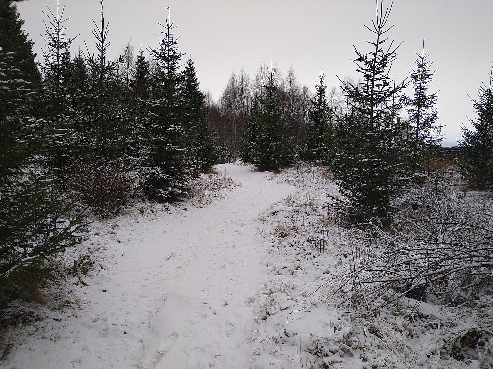 Finfine stier i Bakmoen.