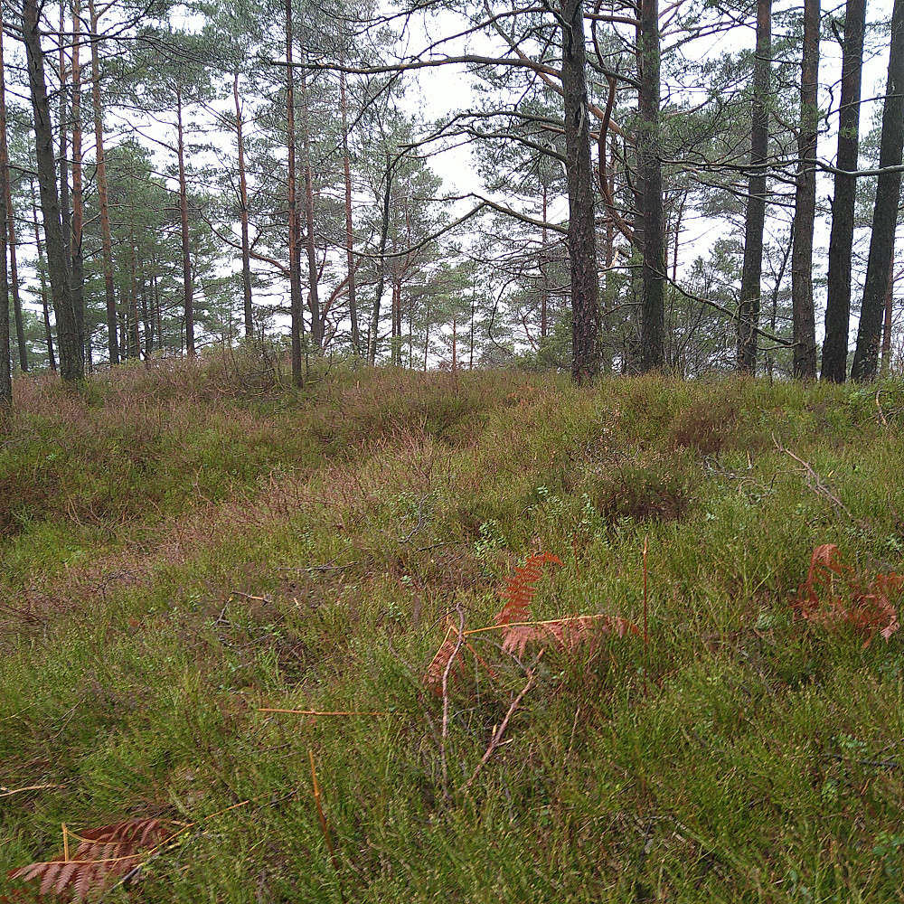 Dyråsen Vest.