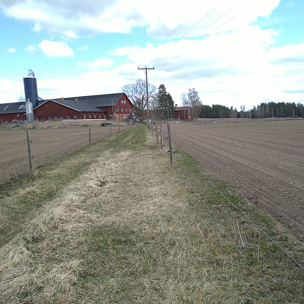 Hørsand