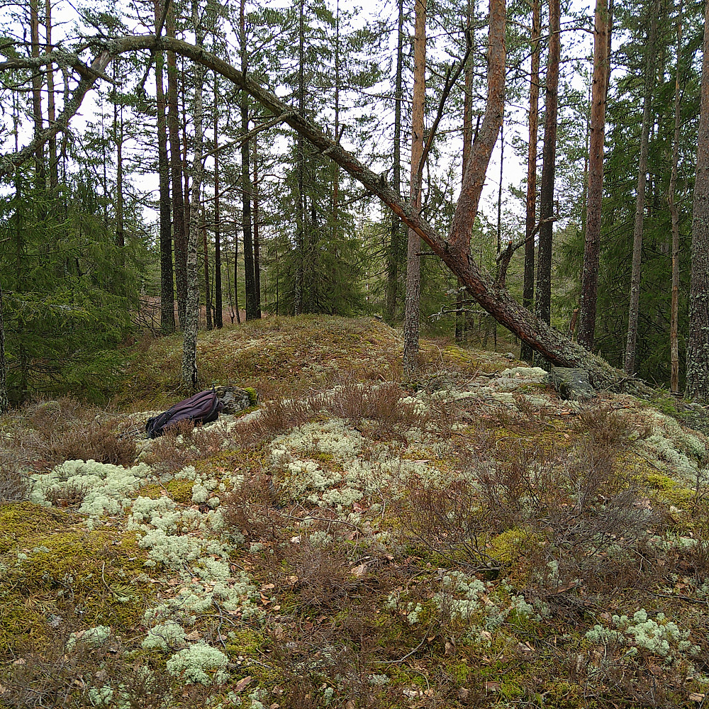Kinnshøgda