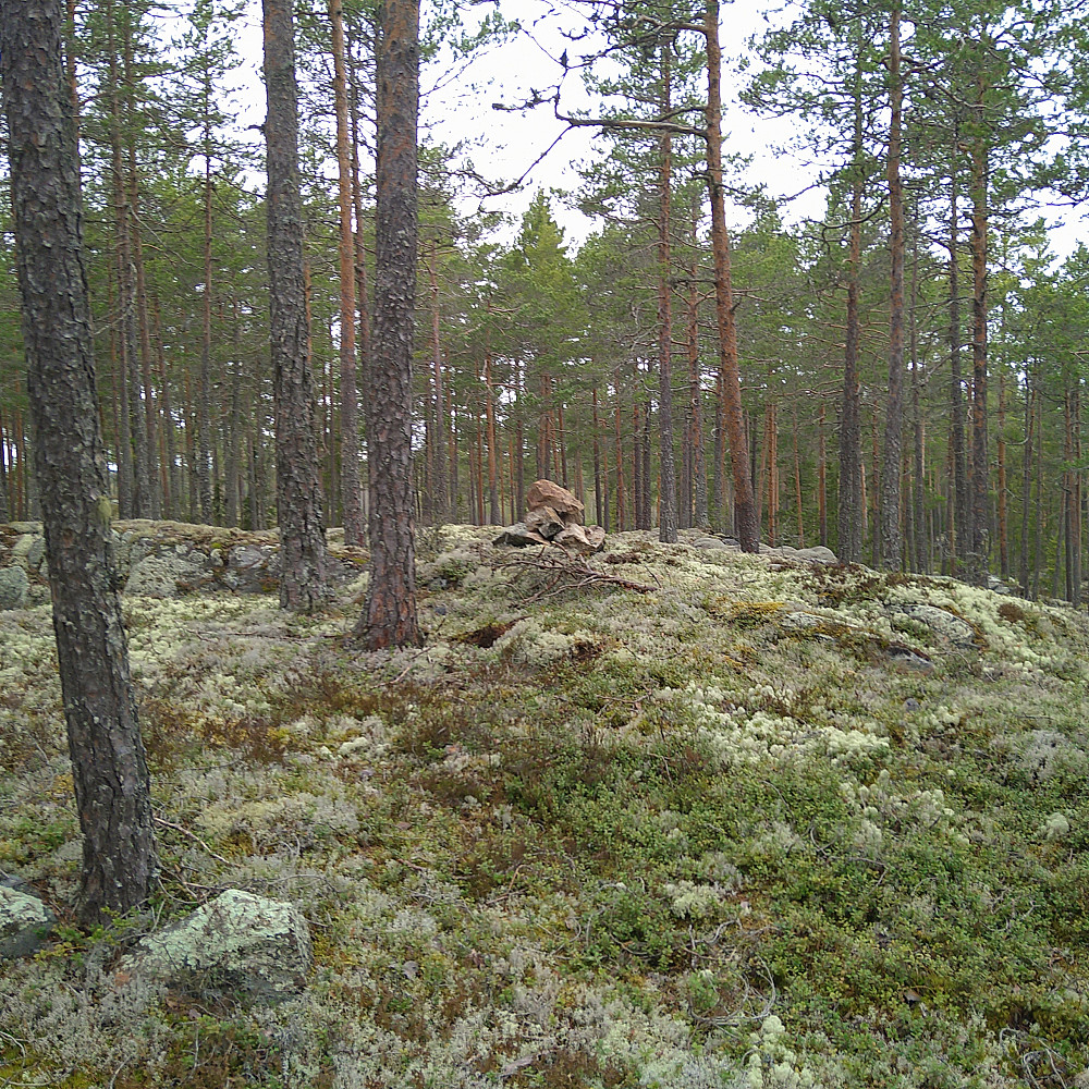 Hammarenhøgda