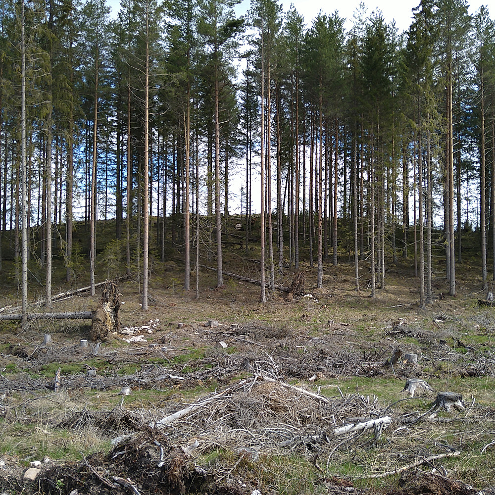 Tjurudalsberget