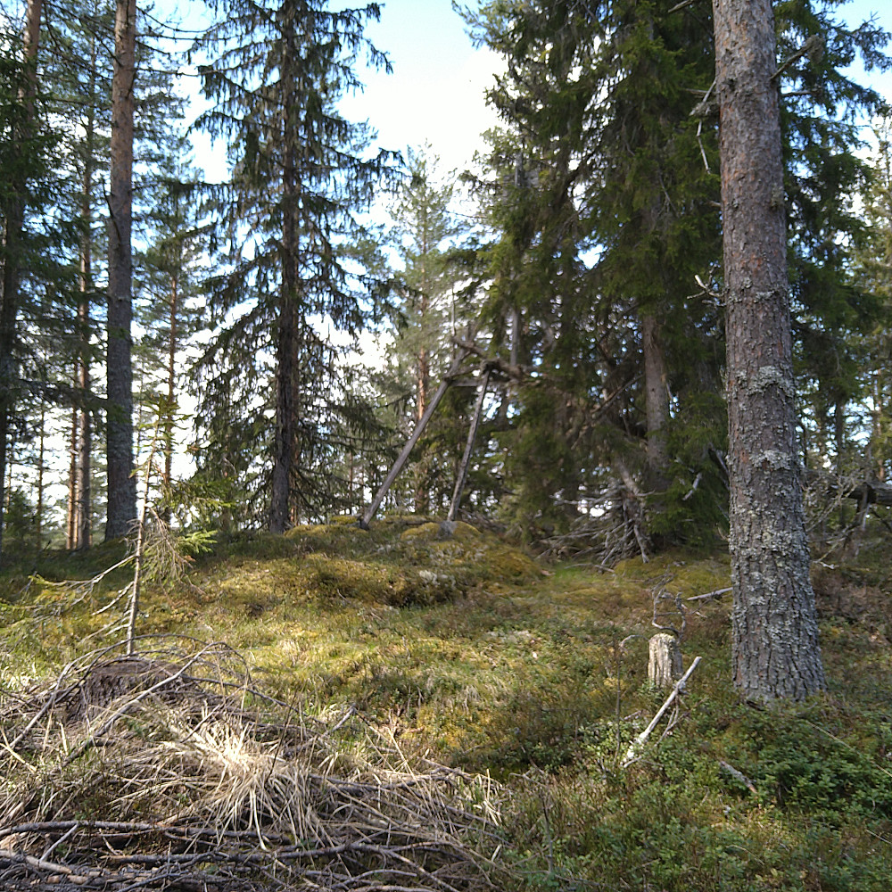 Kolmyrhaugen