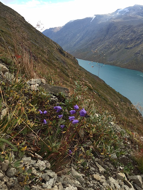 Fantastisk med blomster i denne høyden, noe Bukkelægret er kjent for.