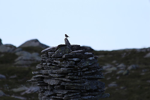 litle bird on top op stolsfjellet :) 