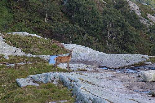 a wild deer on the lookout