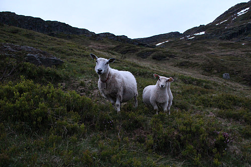 some nice and friendly sheep on or descend :)