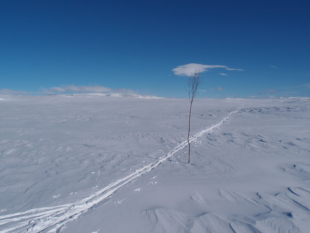 På ski over Hardangervidda. Hallingskarvet i bakgrunnen