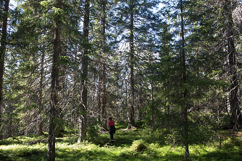Å gå opp på topper i Elverum innebærer å traske gjennom mye skog. Utsikt er noe man får i ny og ne.