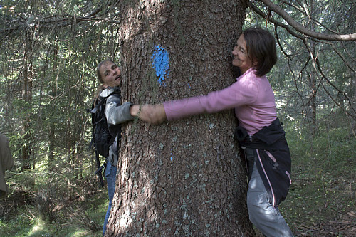 Stor gran. Et sjeldent syn i våre skoger. Kirsten Mostue og Lisbeth Traaseth forsøker en omfavnelse. Finnskogen Turistforening står for den blå flekken. Treet befinner seg på Bergesetra.