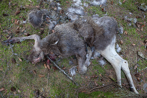 Elg drept av bjørn i Agåsen.