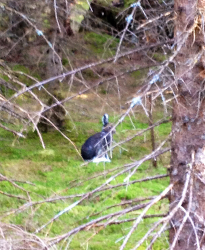 En fin liten tass i skogen :)