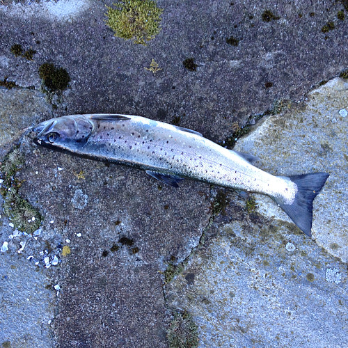 Litt fisking ved Ryssfjæra.