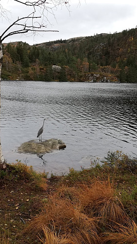 Hegre ved Storevatnet.