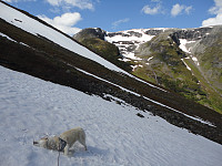 Mot Steindalsskardet, ca 1100 m, Sikander kjølar seg i snøen:)