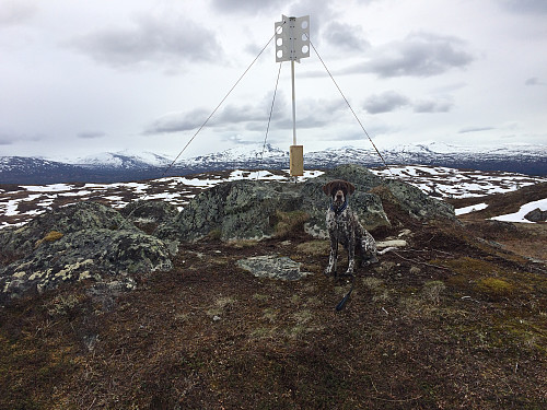 Utsikt mot Trollheimen.