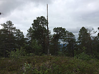 Tremast i toppen av et tre på Skardsberget.