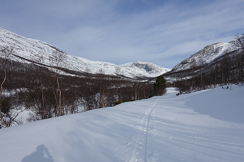 Gamle skispor og revespor innover Skamsdalen.