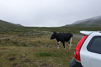 De innfødt møtte opp og ønsket meg velkommen. Ei skikkelig nysgjerrig og sosial kvige. :-)