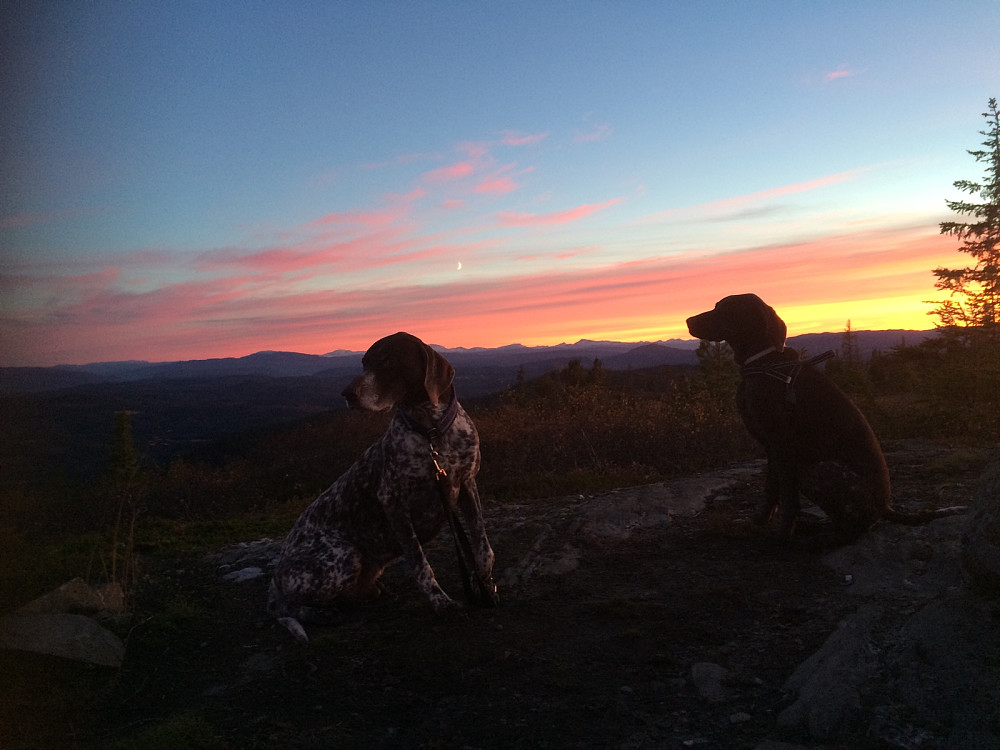 Hund i solnedgang. Kjente topper i Trollheimen i bakgrunnen.