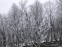 SturlaS_20170129_588dc0b30a974.jpg