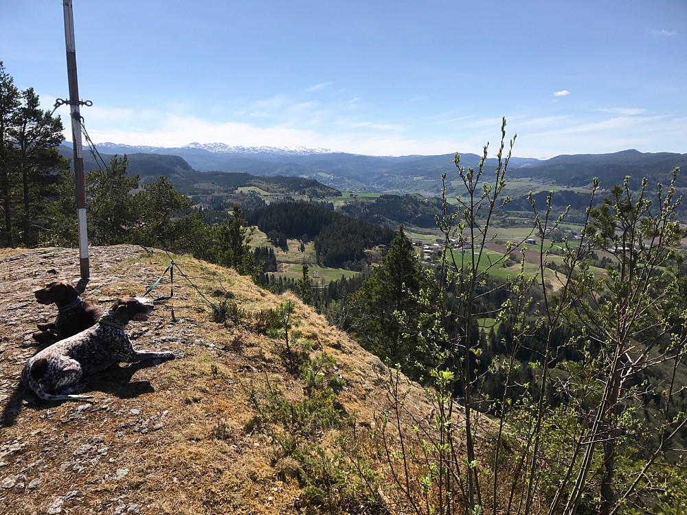 Varmt for hundene også. Her fra utsiktspunktet Høgsten mot Ilfjellet i S/SV.