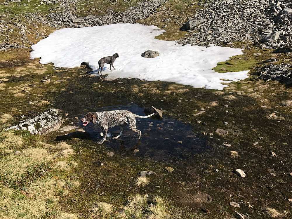Etter å ha rundet over Hunden måtte begge hundene få seg utvendig og innvendig vanning i ei lita tjønn nede i fjellsiden. Godt å få hjelp med svetteeffekt når de ikke har muligheten selv.