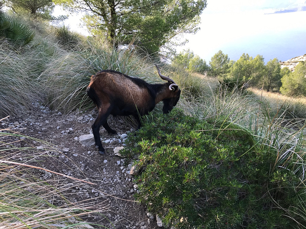 Mange geiter å se oppover fjellet. Her har vi kanskje far til de mange killingene som hoppet omkring?