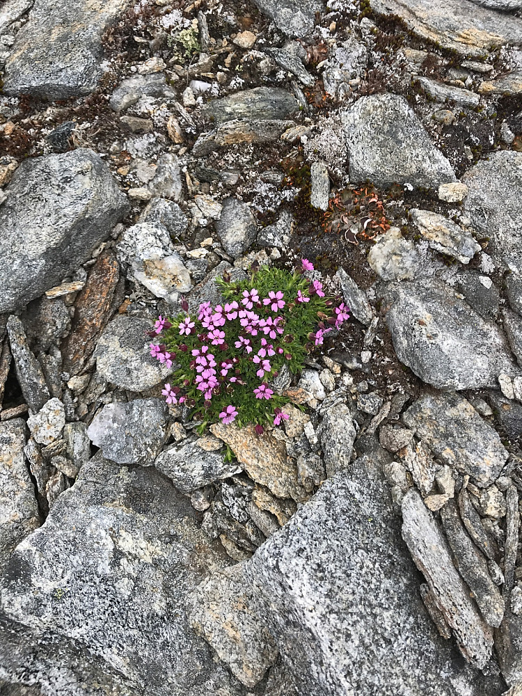 Fasinerende steinørken opp på platået men midt mellom Indre og Nordre dukket denne fargeklatten opp i tåkehavet.