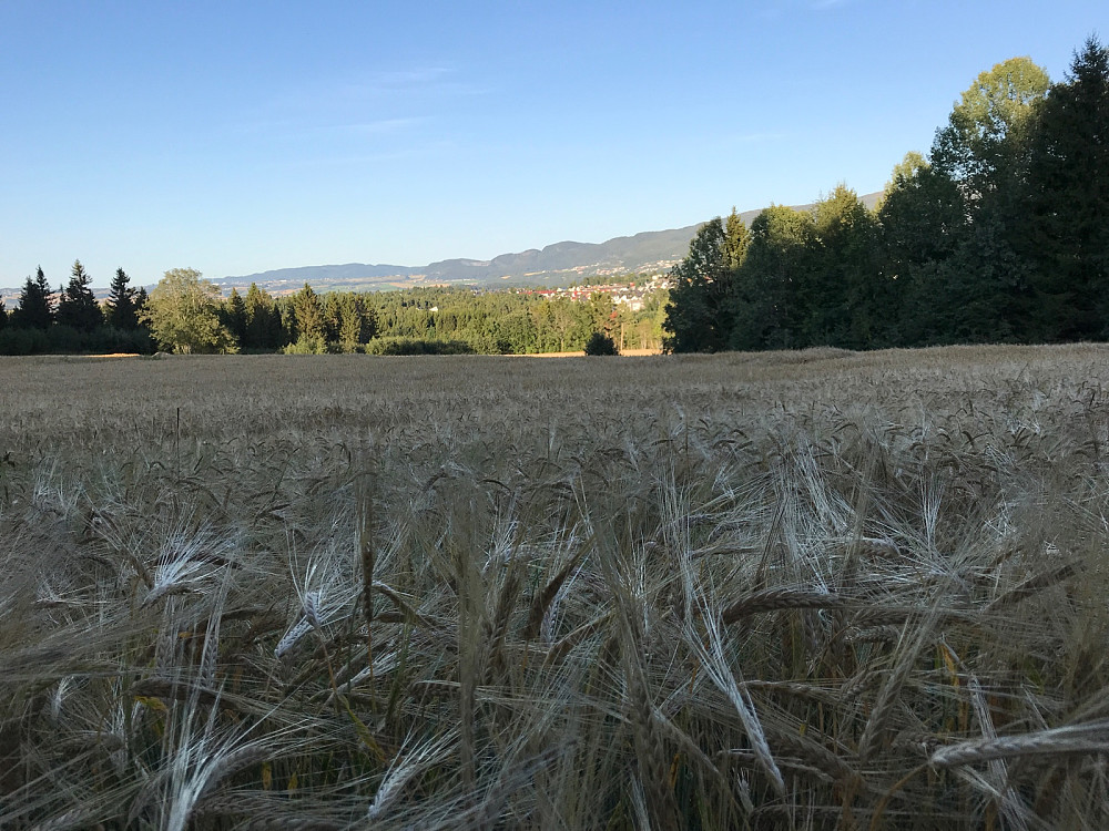 Fin åker med Brekkåsen i bakgrunnen.