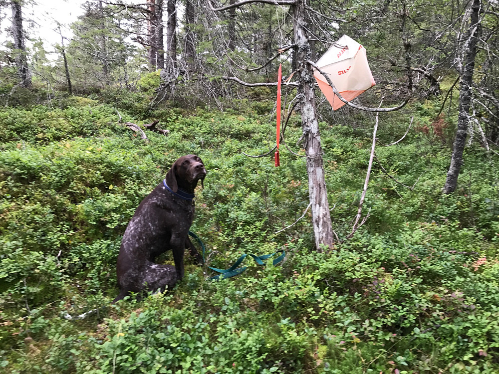 Årets siste O-post. Atlas har vært med og funnet de aller fleste.