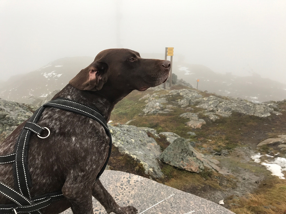 Friskt på toppen.