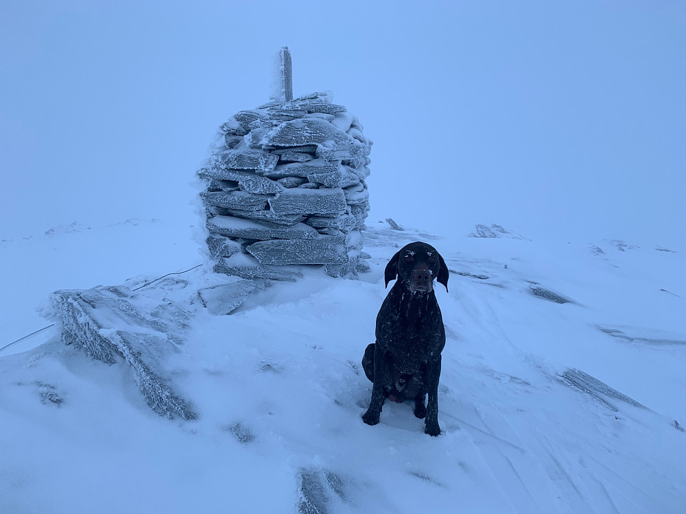 Varden på Tåvåfjellet. Når det henger snø i bart og øyebryn til en glatthåret hund er det tegn på strie forhold.