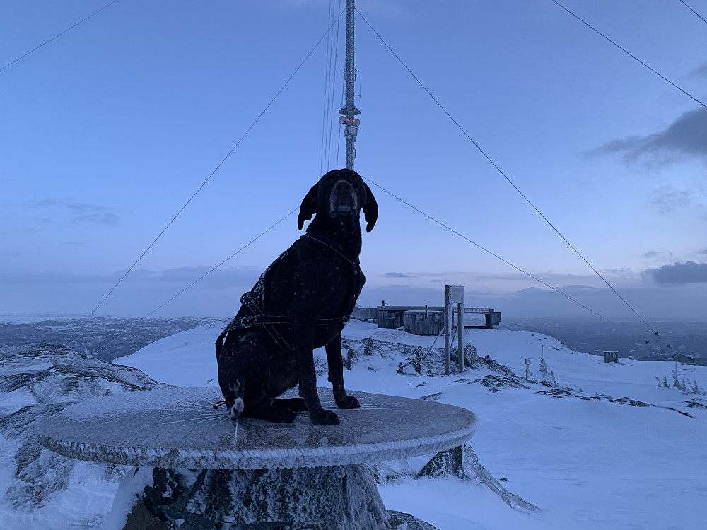 Fuglehund i solnedgang.