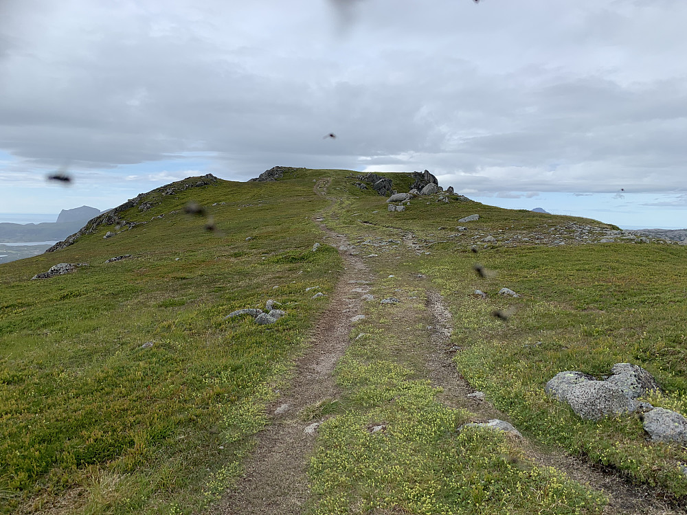 Lett å forstå at Smørdalskammen er en populær sykkeltopp. Fluene er turselskap.