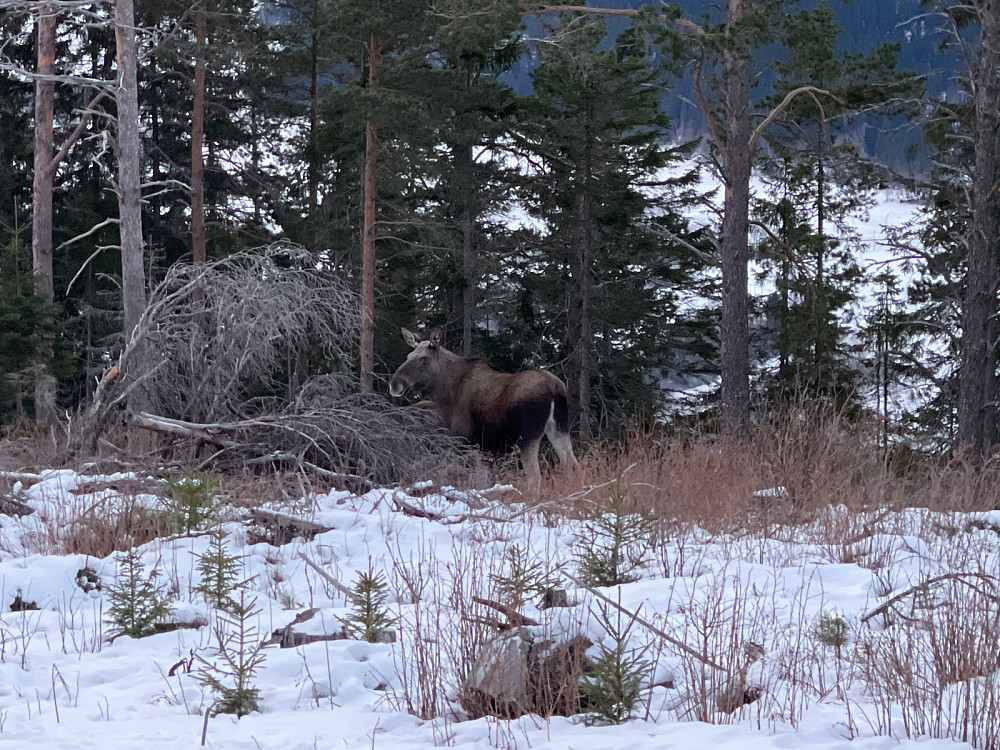 Elgku med kalv var bare cool..