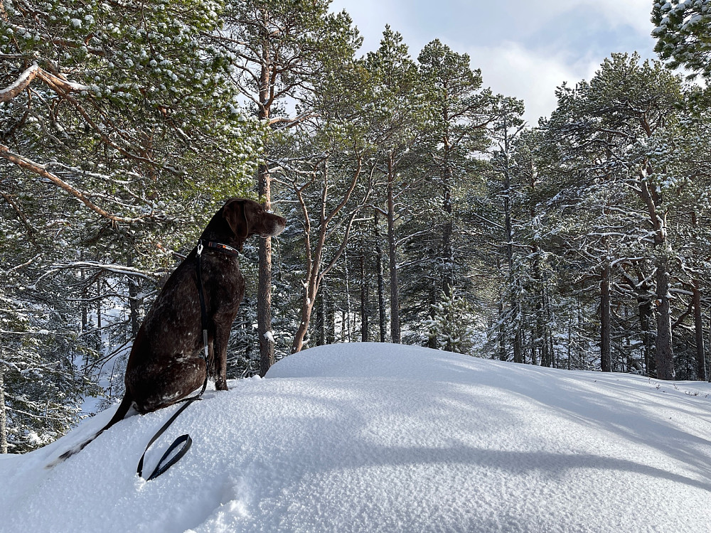 Sjetnåsen N