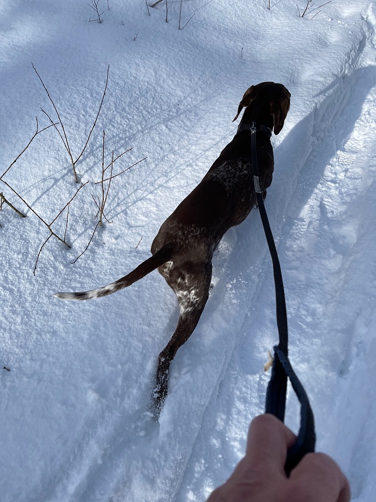 Bandhund..