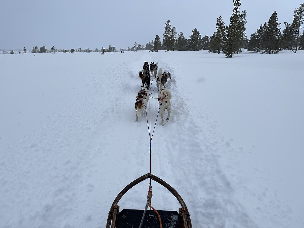 6 dyktige hunder i spannet mitt.