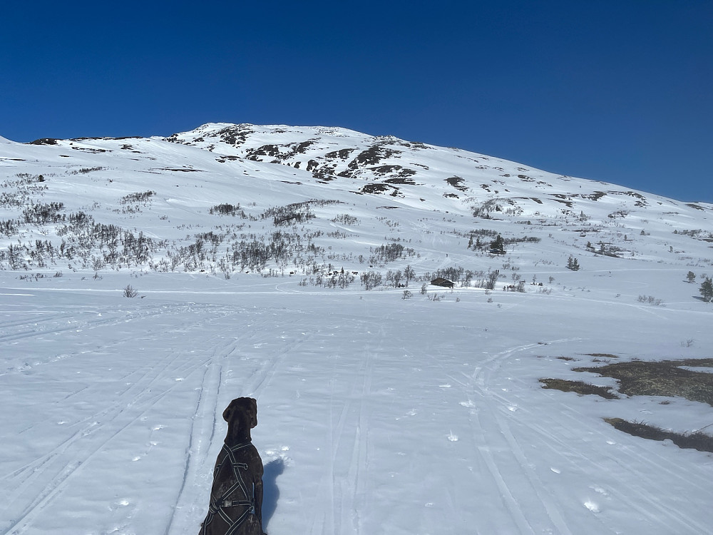 Mange tok rasten i området rundt Høyløa. Vi peiset på rett til toppen av Resfjellet.