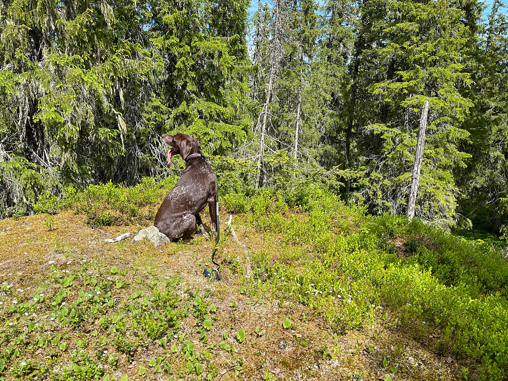 Atlas på toppen.