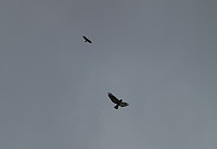 sturlas_dsc01585b.jpg