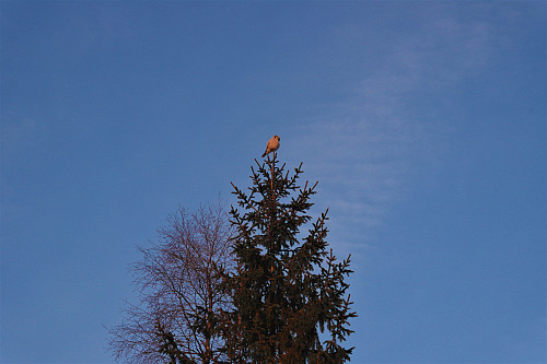 Fugl i toppen av et tre