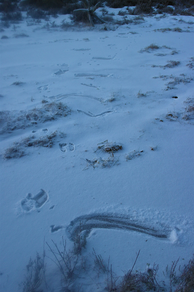 En hare (tror jeg) som tydeligvis hadde problemer med å holde seg på beina på isen