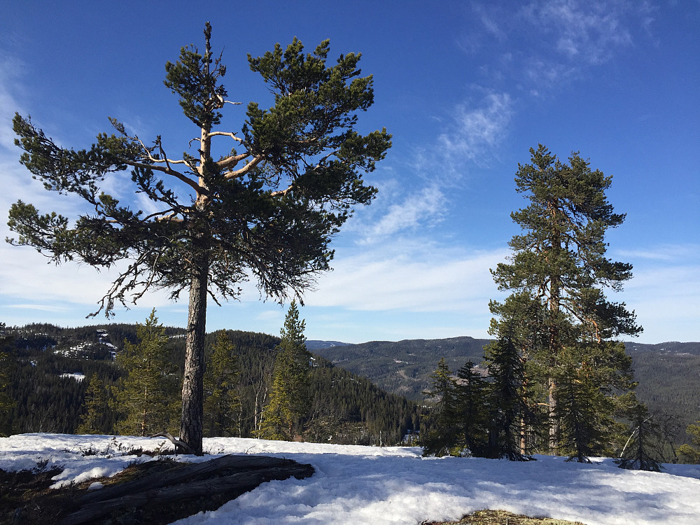 På toppen av Midtknatten (667 m).