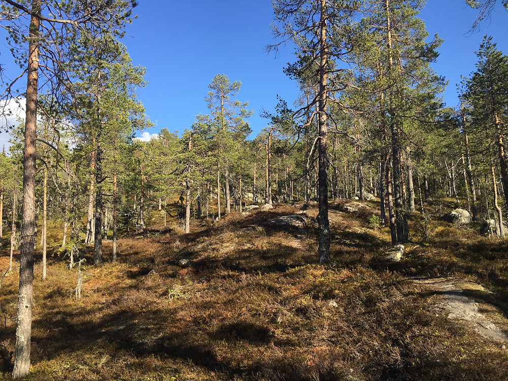 Trivelig skogsterreng opp mot Kristiansmokollen (493 m).