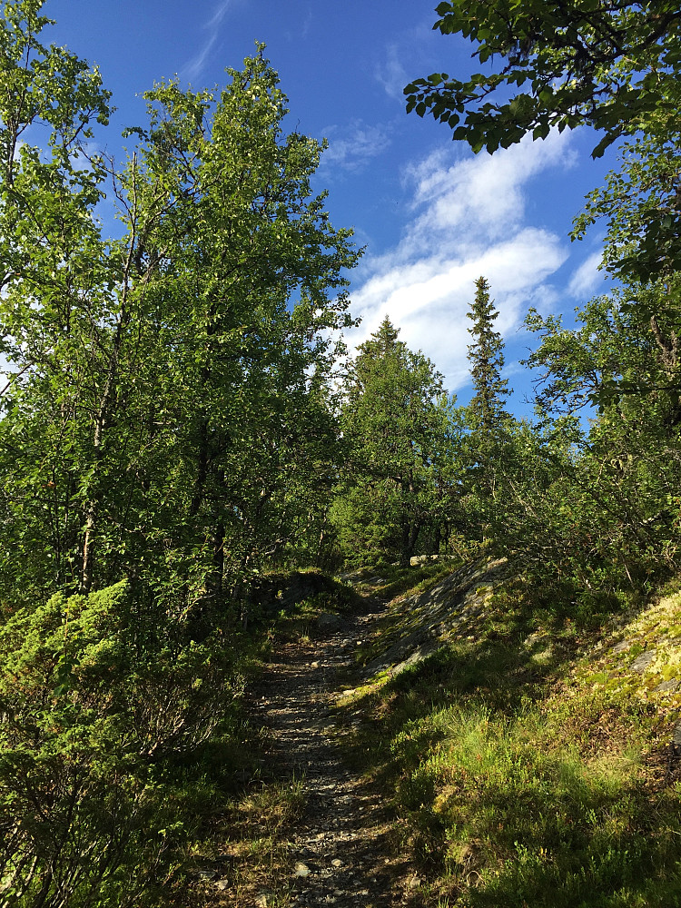 På stien vest for Skardshøgde Nord.